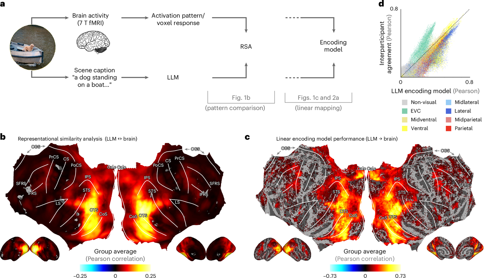 A scientific figure comparing semantic representations in the human brain (measured via fMRI) with the internal encodings of large language models, showing alignment in higher-level abstract regions.