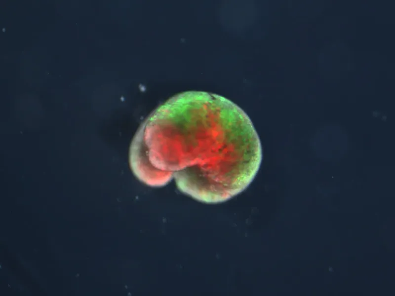 A microscope image of a Xenobot — a small spherical organism in green and red fluorescence, assembled from dissociated frog skin cells.